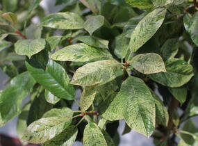 Blýskavka čínská 'Pink Crispy' - Photinia serratifolia 'Pink Crispy'