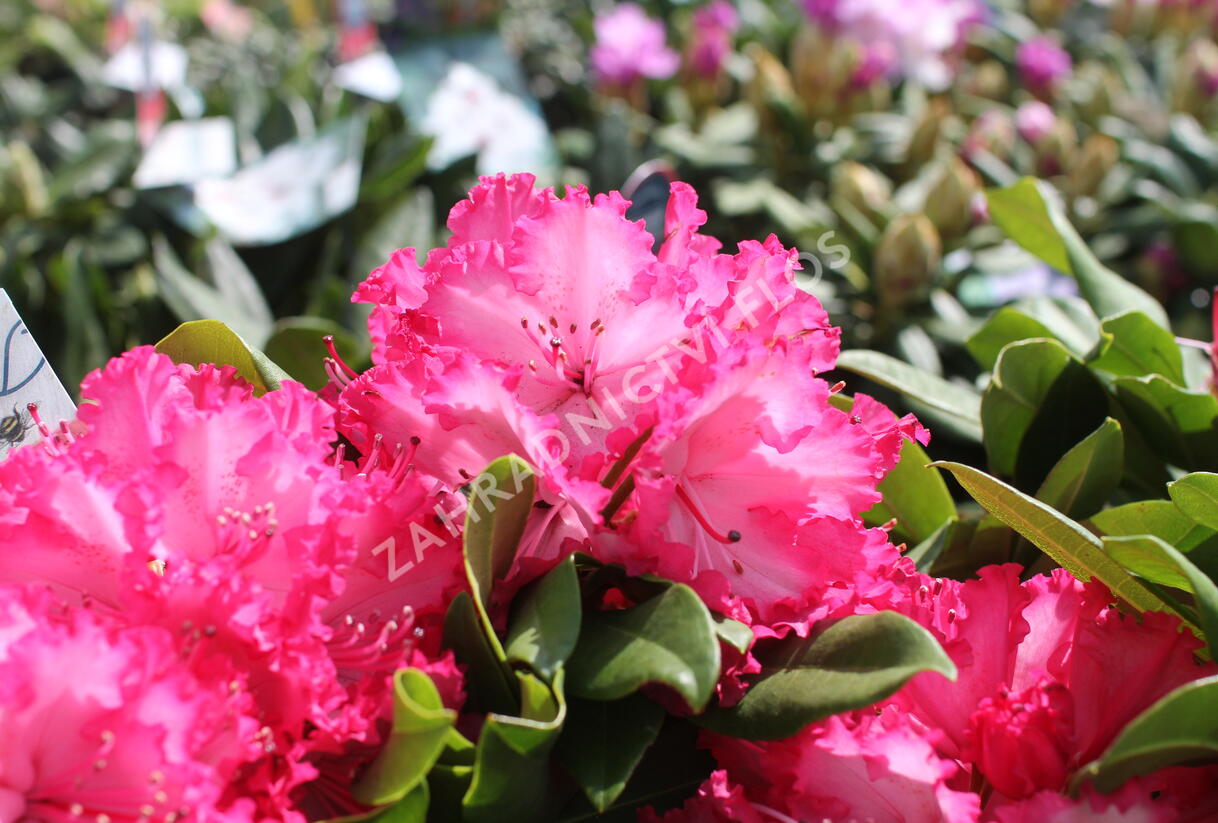 Pěnišník 'Hans Hachmann' - Rhododendron 'Hans Hachmann'