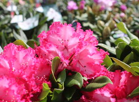 Pěnišník 'Hans Hachmann' - Rhododendron 'Hans Hachmann'