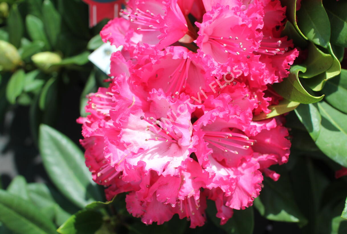 Pěnišník 'Hans Hachmann' - Rhododendron 'Hans Hachmann'