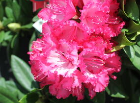 Pěnišník 'Hans Hachmann' - Rhododendron 'Hans Hachmann'