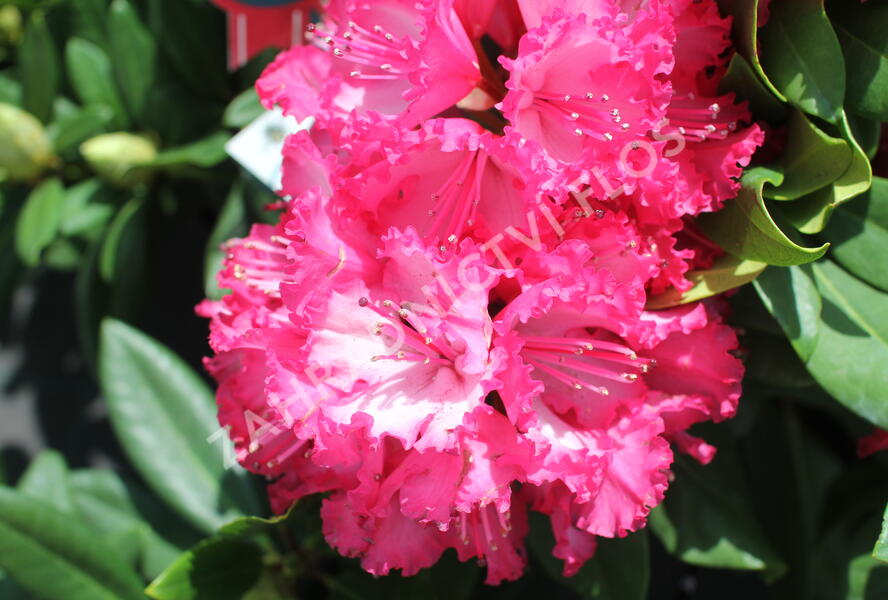 Pěnišník 'Hans Hachmann' - Rhododendron 'Hans Hachmann'