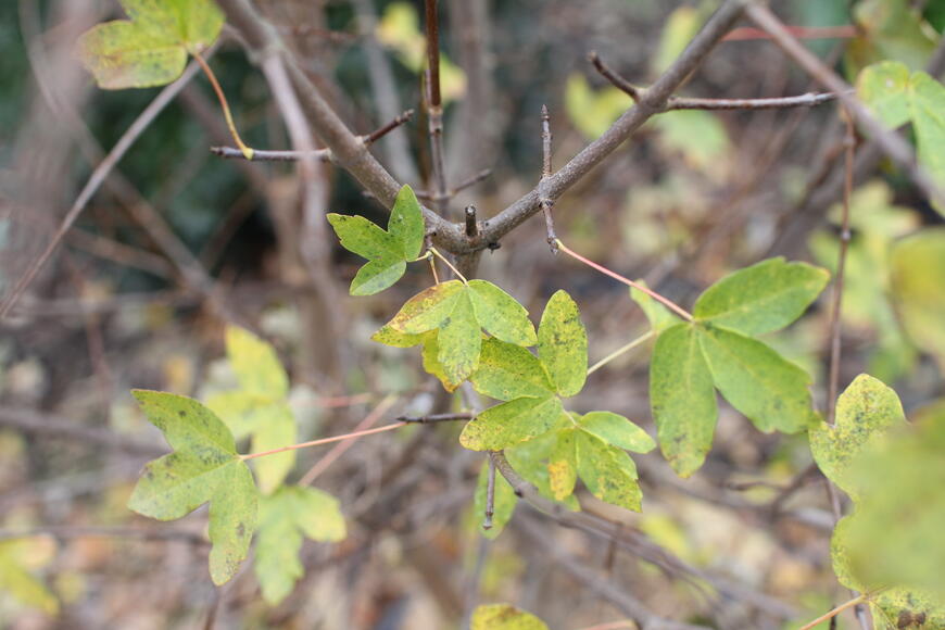 Acer monspessulanum_03