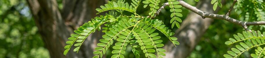 Gleditsia triacanthos ''Inermis''