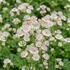 Astrantia major 'Rosa Lee'.jpg