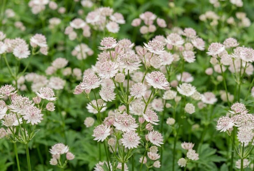 Jarmanka větší 'Rosa Lee' - Astrantia major 'Rosa Lee'