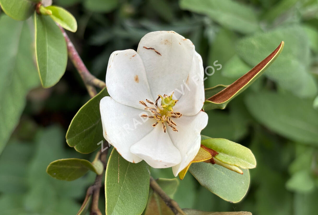 Šácholan velkokvětý 'Little Gem' - Magnolia grandiflora 'Little Gem'