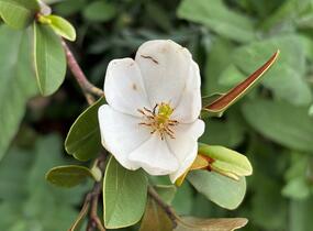 Šácholan velkokvětý 'Little Gem' - Magnolia grandiflora 'Little Gem'
