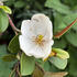 Magnolia grandiflora_1.jpg