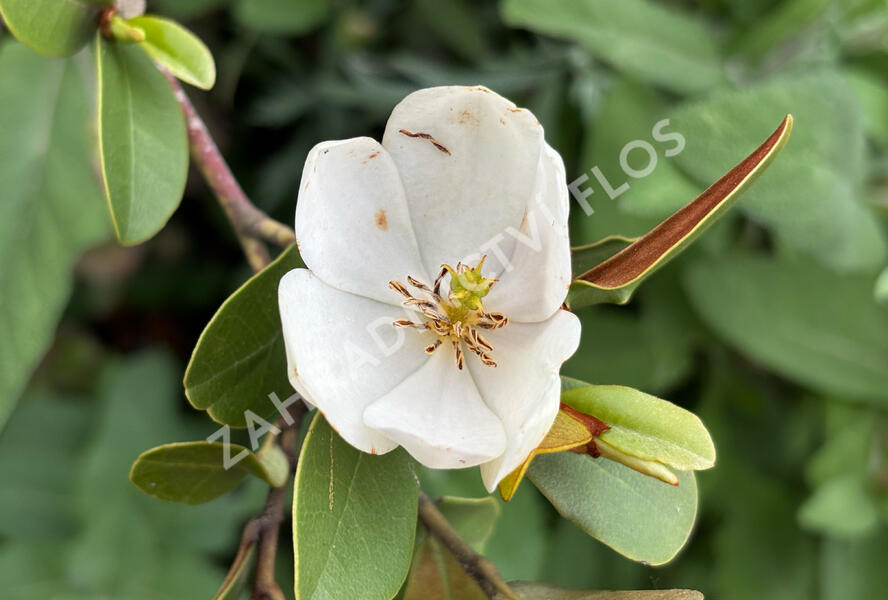Šácholan velkokvětý 'Little Gem' - Magnolia grandiflora 'Little Gem'