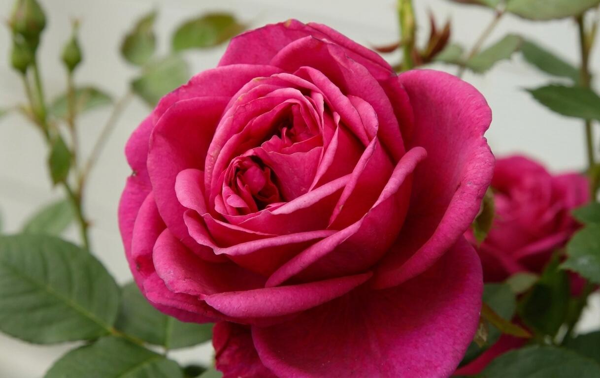 Růže mnohokvětá Kordes 'Für Elise' - Rosa MK 'Für Elise'