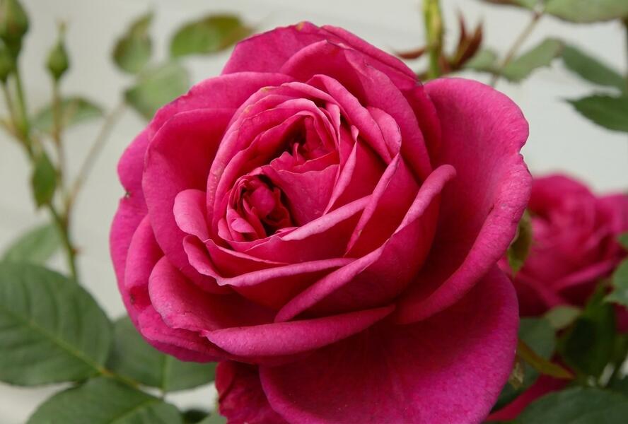 Růže mnohokvětá Kordes 'Für Elise' - Rosa MK 'Für Elise'