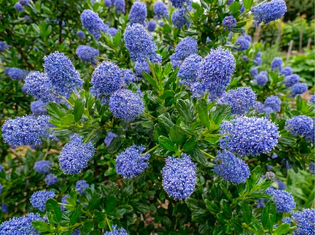 Latnatec kytkokvětý 'Blue Mound' - Ceanothus thyrsiflorus 'Blue Mound'