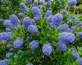 Latnatec kytkokvětý 'Blue Mound'