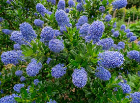 Latnatec kytkokvětý 'Blue Mound' - Ceanothus thyrsiflorus 'Blue Mound'