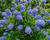 Latnatec kytkokvětý 'Blue Mound'