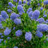 Ceanothus thyrsiflorus 'Blue Mound'.jpg