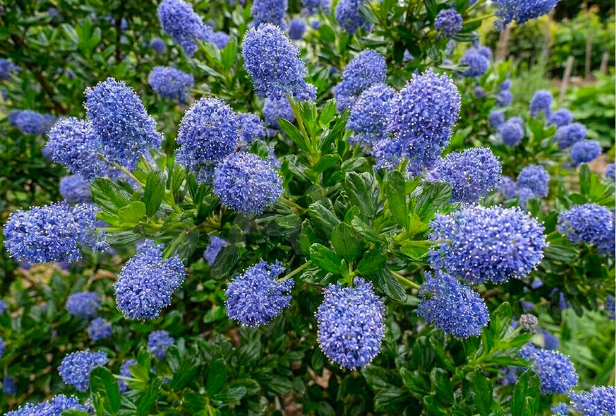Latnatec kytkokvětý 'Blue Mound' - Ceanothus thyrsiflorus 'Blue Mound'