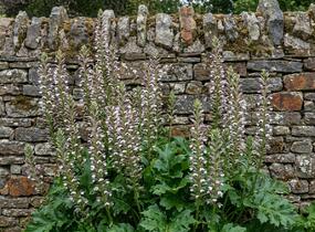 Paznehtník uherský 'White Lips' - Acanthus hungaricus 'White Lips'