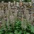 Acanthus hungaricus 'White Lips'.jpg