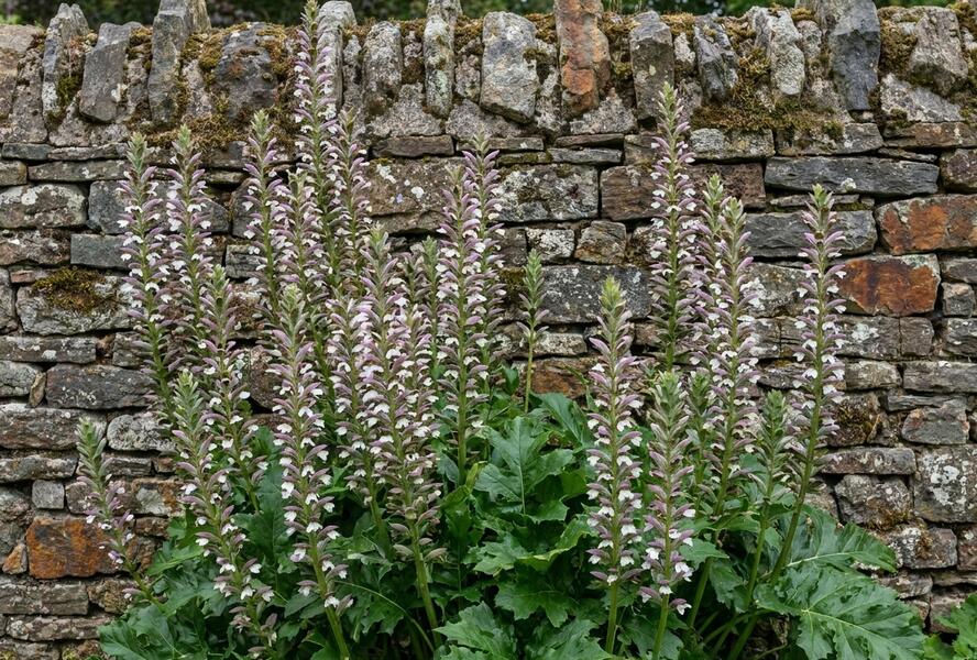 Paznehtník uherský 'White Lips' - Acanthus hungaricus 'White Lips'