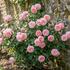 Rosa S 'Eustacia Vye'.jpg