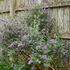 Buddleja alternifolia 'Unique'.jpg