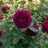 Rosa VK 'Gospel'.jpg