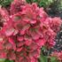 Hydrangea paniculata 'Bonfire'.jpg