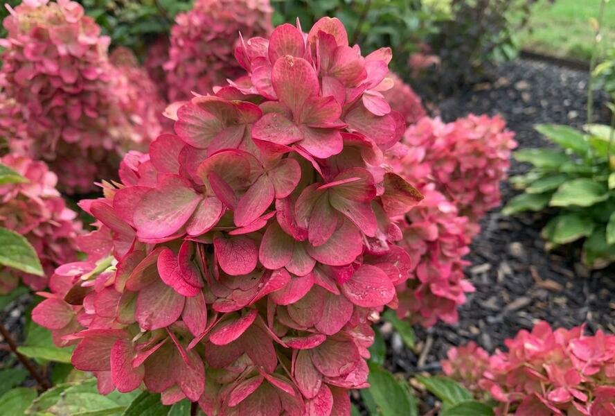 Hortenzie latnatá 'Bonfire' - Hydrangea paniculata 'Bonfire'