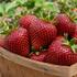 Fragaria ananassa 'Summer Breeze Snow' F1.jpg