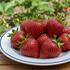 Fragaria ananassa 'Rowena' F1.jpg