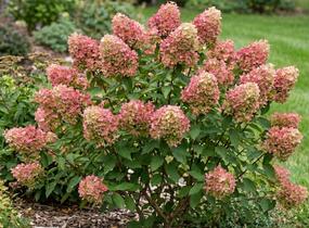 Hortenzie latnatá 'Petite Cherry' - Hydrangea paniculata 'Petite Cherry'