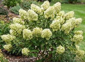 Hortenzie latnatá 'Petite Cherry' - Hydrangea paniculata 'Petite Cherry'