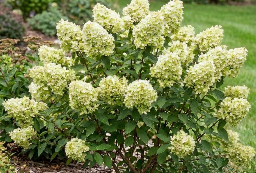 Hortenzie latnatá 'Petite Cherry' - Hydrangea paniculata 'Petite Cherry'