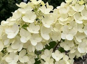 Hortenzie latnatá 'Petite Star' - Hydrangea paniculata 'Petite Star'