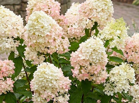 Hortenzie latnatá 'Petite Star' - Hydrangea paniculata 'Petite Star'