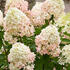 Hydrangea paniculata 'Petite Star'.jpg