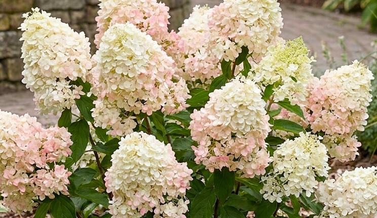 Hortenzie latnatá 'Petite Star' - Hydrangea paniculata 'Petite Star'