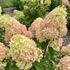 Hydrangea paniculata 'Petite Flori'.jpg
