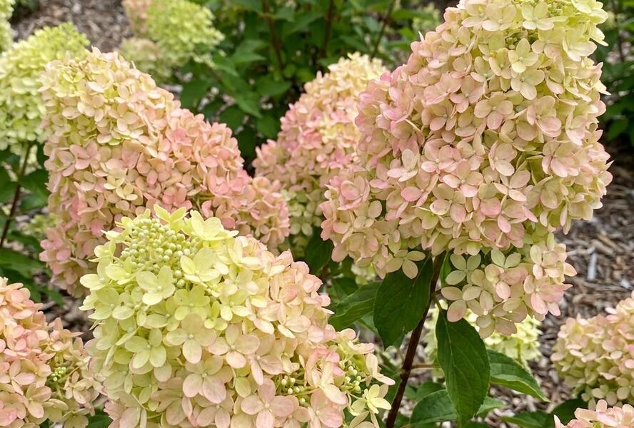 Hortenzie latnatá 'Petite Flori' - Hydrangea paniculata 'Petite Flori'