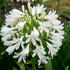 Agapanthus africanus 'Best in Snow'.jpg
