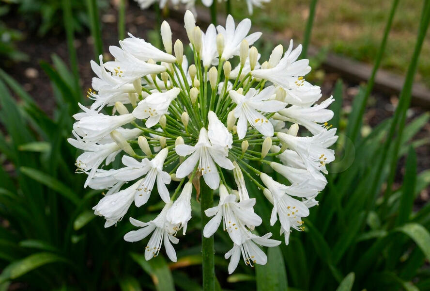 Kalokvět africký 'Best in Snow' - Agapanthus africanus 'Best in Snow'