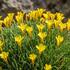 Oxalis versicolor 'Golden Cape'.jpg