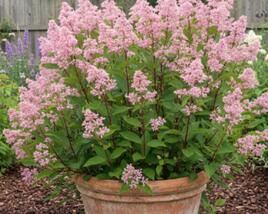 Latnatec bledý 'Perle Rose'