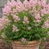 Ceanothus pallidus 'Perle Rose'.jpg