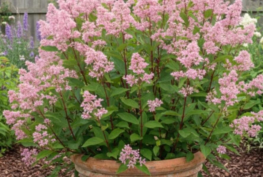 Latnatec bledý 'Perle Rose' - Ceanothus pallidus 'Perle Rose'