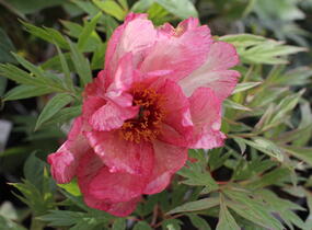 Pivoňka dřevitá 'Hesperus' - Paeonia suffruticosa 'Hesperus'