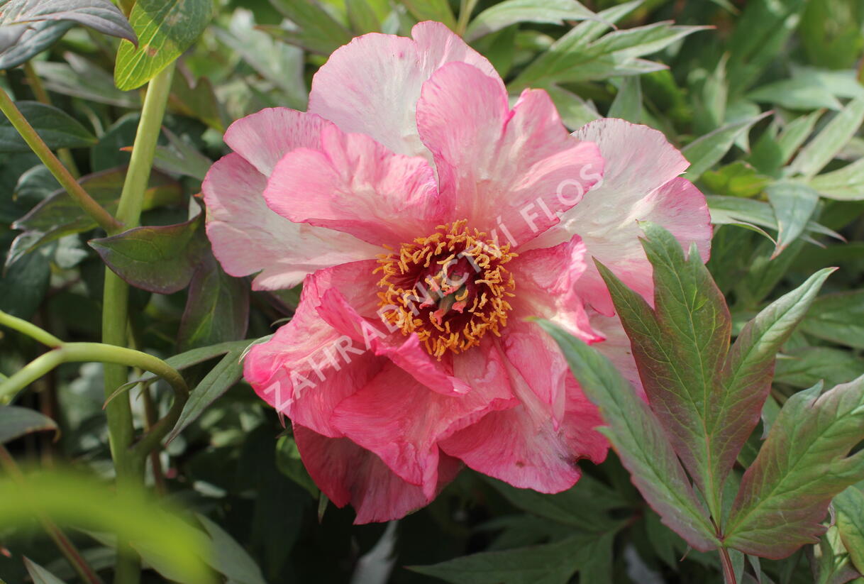 Pivoňka dřevitá 'Hesperus' - Paeonia suffruticosa 'Hesperus'