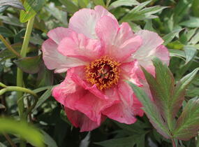 Pivoňka dřevitá 'Hesperus' - Paeonia suffruticosa 'Hesperus'